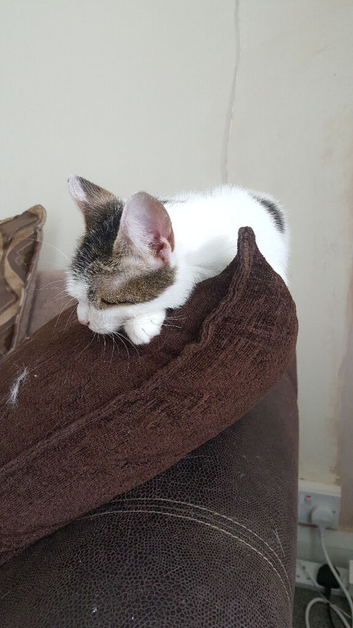 Kittens