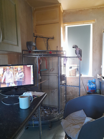 AFRICA GREY FEMALE PARROT