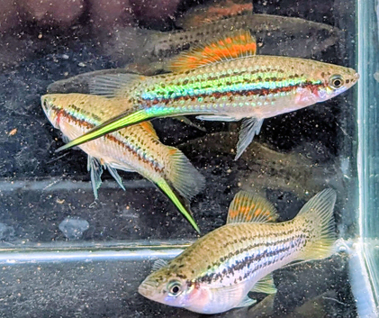 SWORDTAILs TROPICAL AND COLDWATER LIVEBEARERS Cultivated N Wild Forms from &pound;3