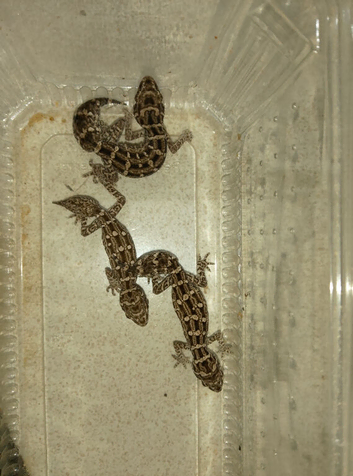 VIPER GECKO'S 1 MALE AND 2 FEMALES