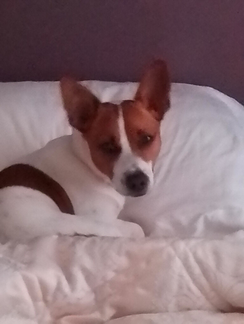 Burtie looking for a Lady friend.