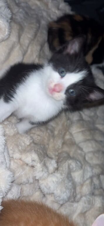 Black and white kitten