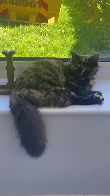 6 month old Norwegian forest cat