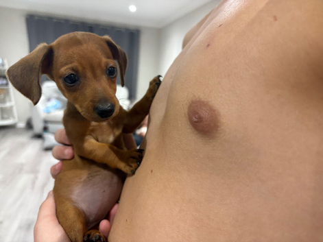 Beautiful dachshund pups
