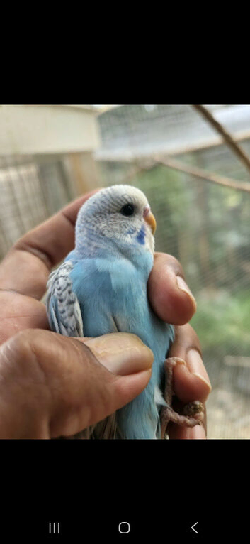 2 sold * 2 left * Baby budgies looking for new home , very young and easy to tame