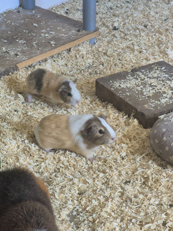 Various sows and boars available