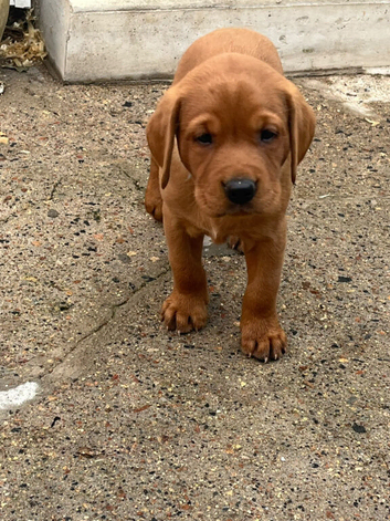 Fox red Laborador pups