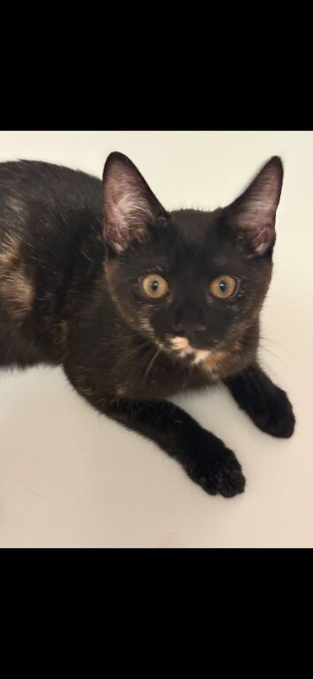 Playful Torbie/Tortoiseshell girl aged 14 weeks