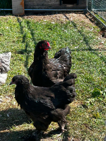 Black Brahma pair