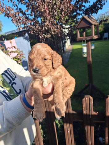 3 wonderfull male cockerpoos