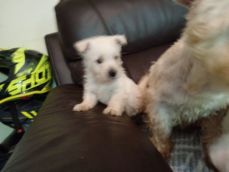 Female westie pup