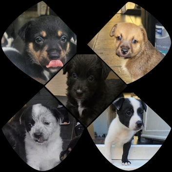 5 beautiful collie x whippet puppies