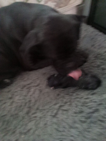 Italian mastiff x french mastiff