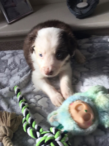 Ready to leave now and at a great new reduced price &pound;700 is my stunning mixed litter of 8 Border Collies