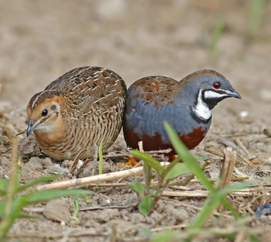 Quail eggs for sale