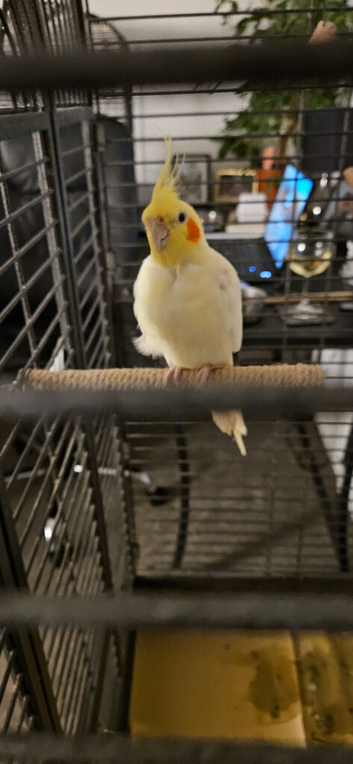 Cockatiel for sale, male bird not sure on age.