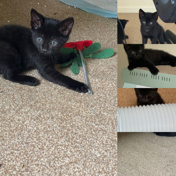 Kittens