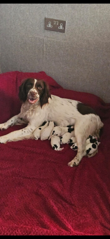 English springer spaniel pups