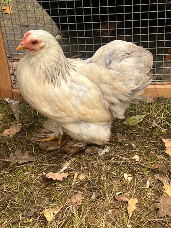 Point of lay Pekin hen