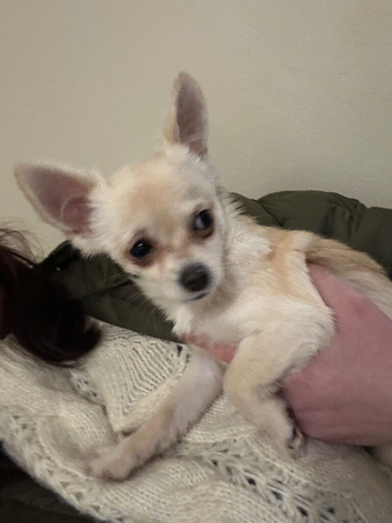 Chihuahua cross pug