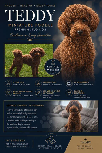 KC Registered miniature poodle for stud