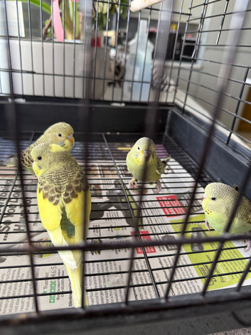 Baby budgies