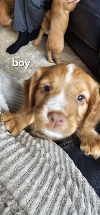 Beautiful cocker spaniels puppies