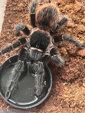 Tarantula large female