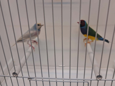 Gouldian cocks