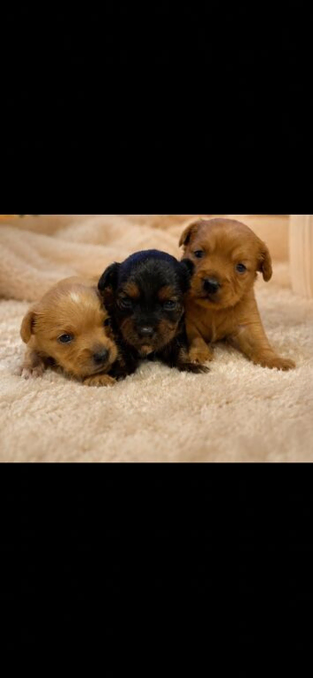 King Charles cross Yorkshire tarrier pups