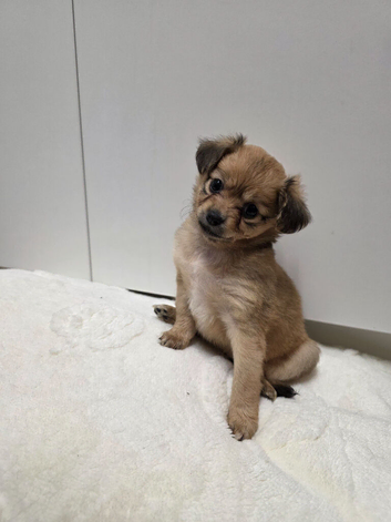 Beautiful Little Chihuahua Girl Looking for Her Forever Home