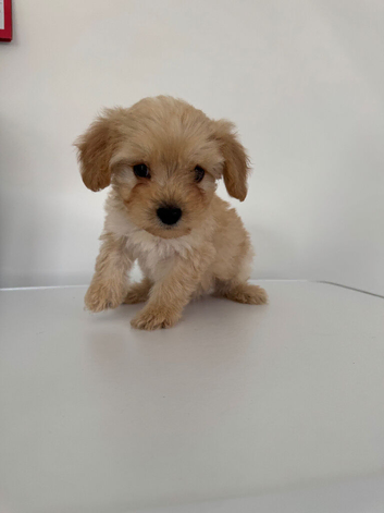 Toy poodle