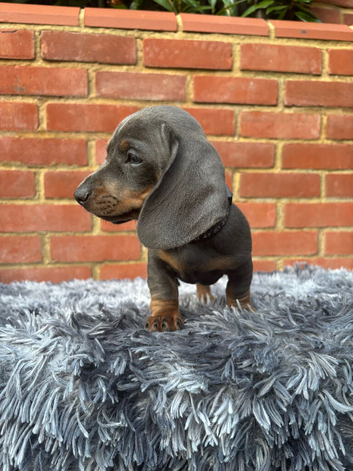 Miniature Dachshunds