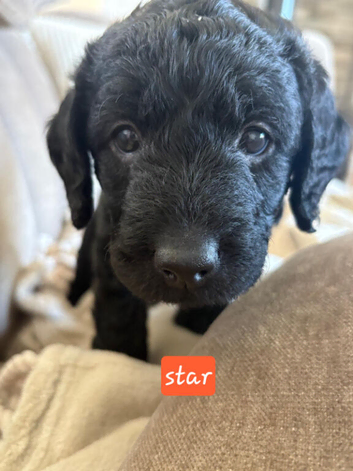 F1 Miniature Labradoodle puppies