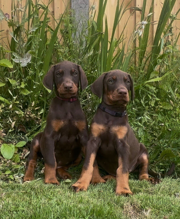 Ready now- brown and tan available