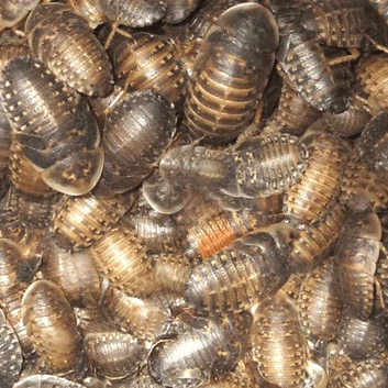 Dubia Cockroaches