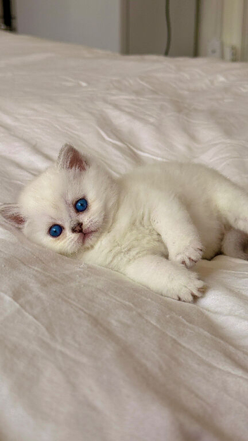 Beautiful Scottish Fold Kittens &ndash; Ready from 1st August