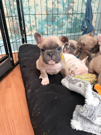 French bulldogs