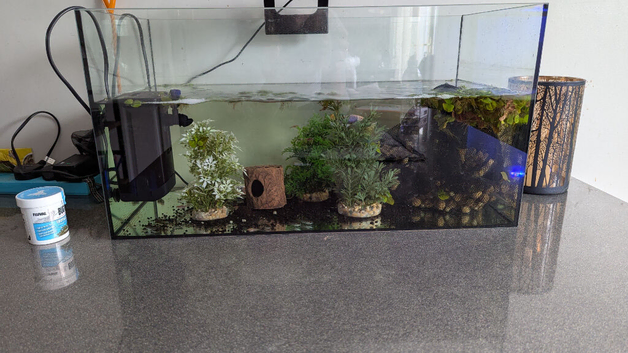 Betta with 60 liter tank