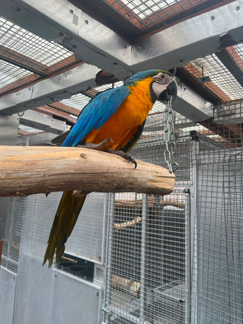 Selling baby handreared blue and gold macaw