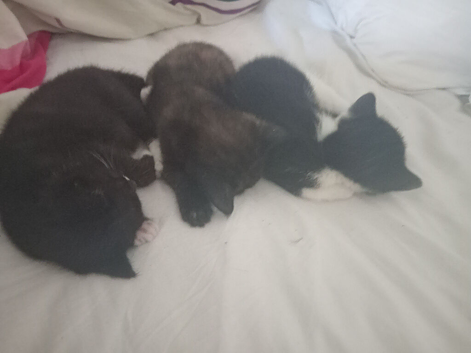3 kittens