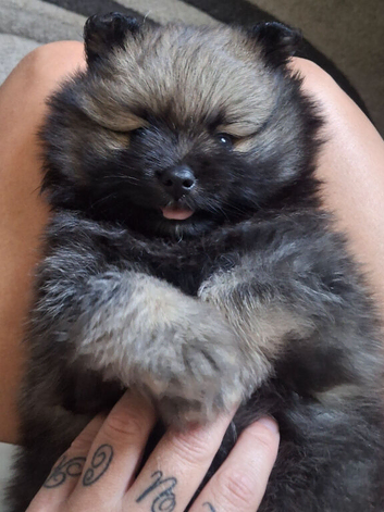 Beautiful pomeranian pups 4wks old