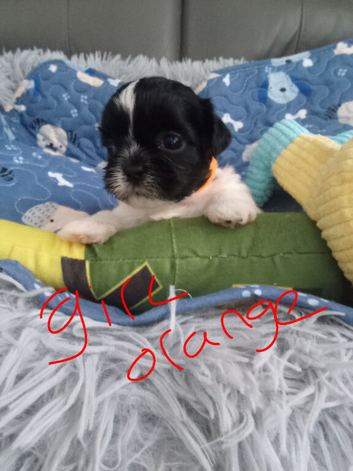Shih Tzu puppies