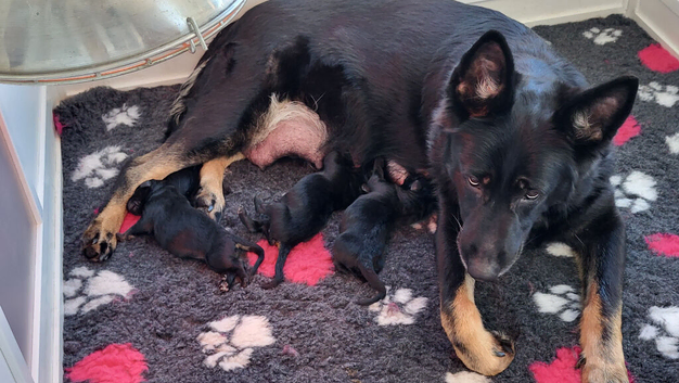 Stunning litter of GSD Puppies
