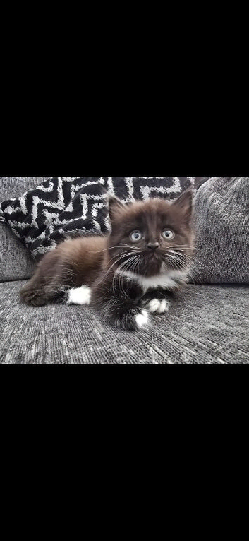 1 boy left from litter of 5