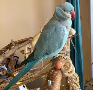 Baby blue tamed ring neck talking parrot