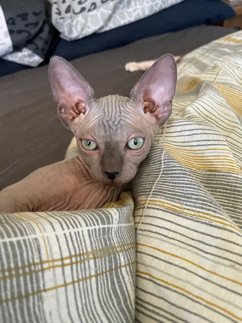 Champion line Sphynx kittens