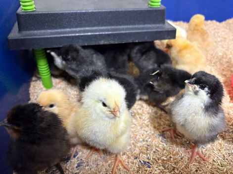 Chicks available near selby