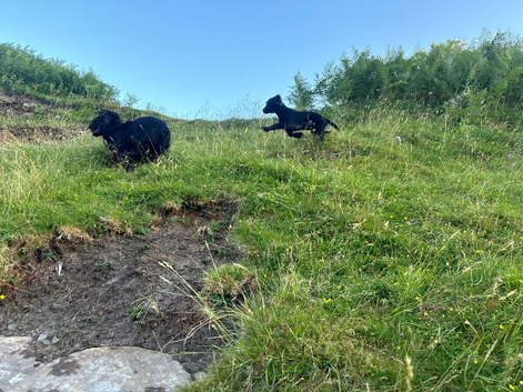 11 week old puppies searching for forever homes