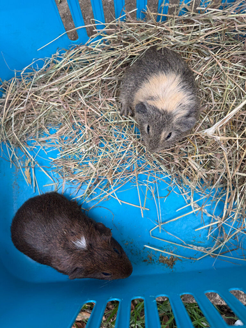 Baby guinea pigs ready now